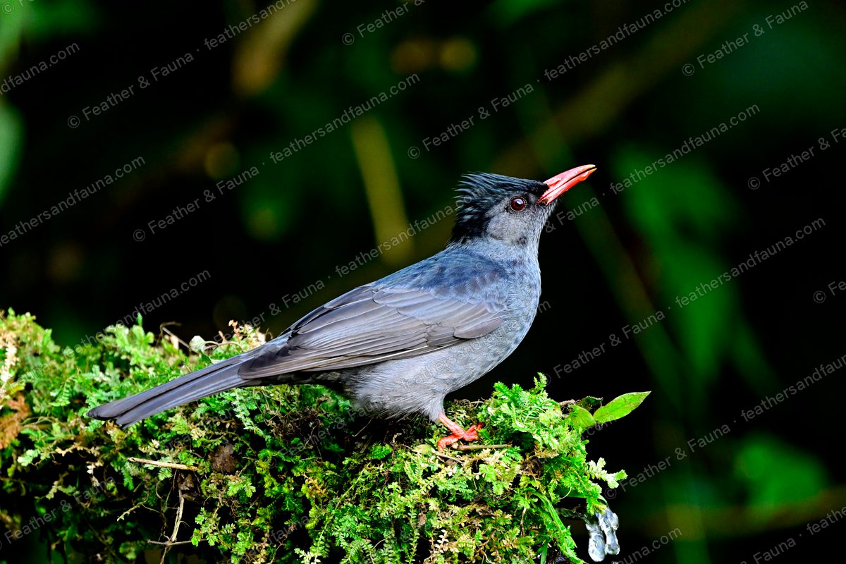 Slate-grey Black Bulbul with shaggy crest and bright red bill on a mossy log.