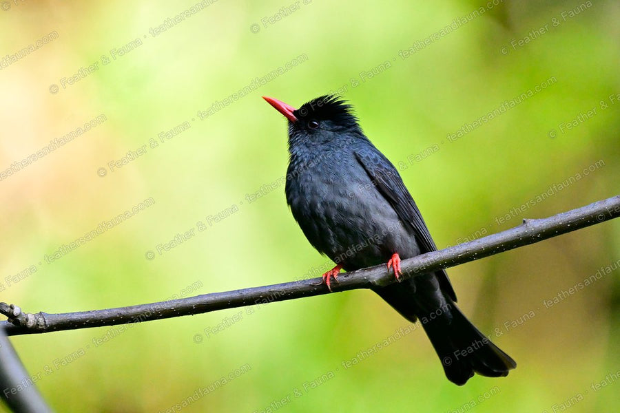 All-black Black Bulbul with coral-red bill on a bare twig against glowing green.