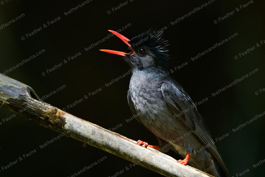 Slate-grey Black Bulbul calling on a branch, coral-red bill wide open against black.