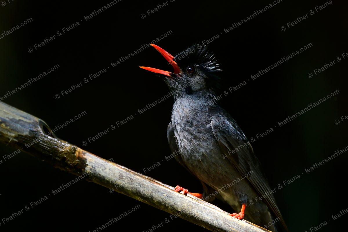 Slate-grey Black Bulbul calling on a spotlit branch against a black background.