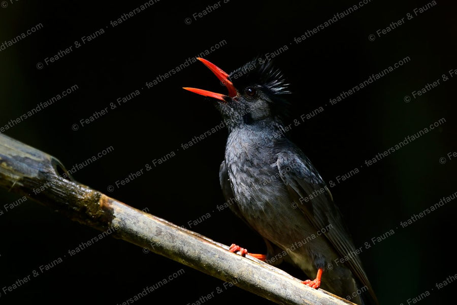 Slate-grey Black Bulbul calling on a spotlit branch against a black background.