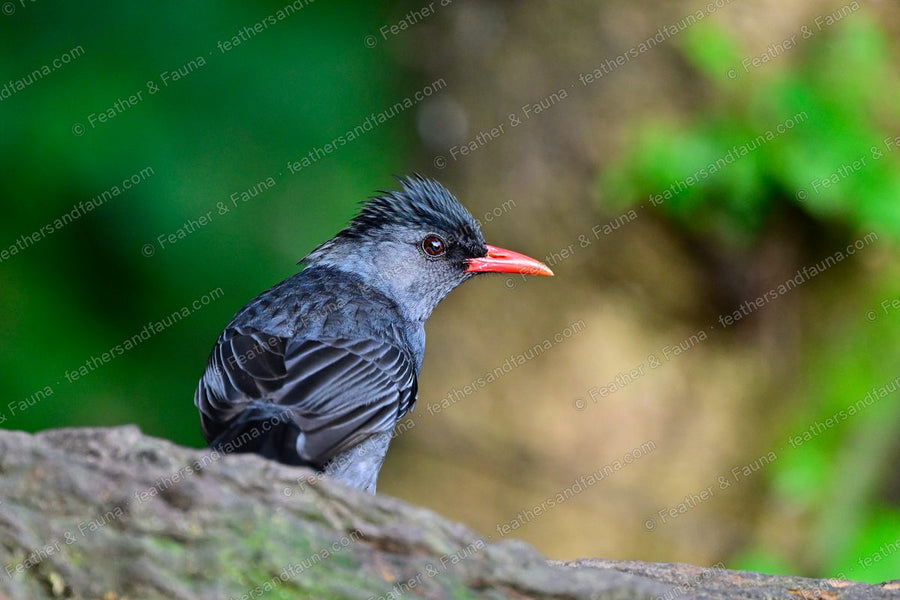 Grey Black Bulbul with a coral-red bill and spiky crest on a mossy log.