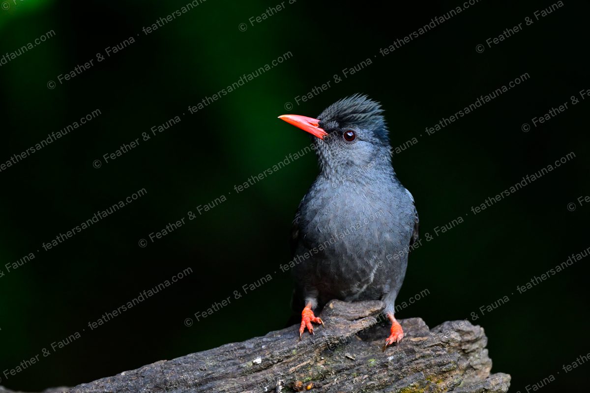 Slate-grey Black Bulbul with a coral-red bill on a weathered log against dark green.