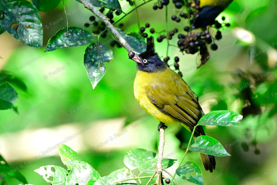 Black-crested Bulbul with a black crest feeding among black berries.