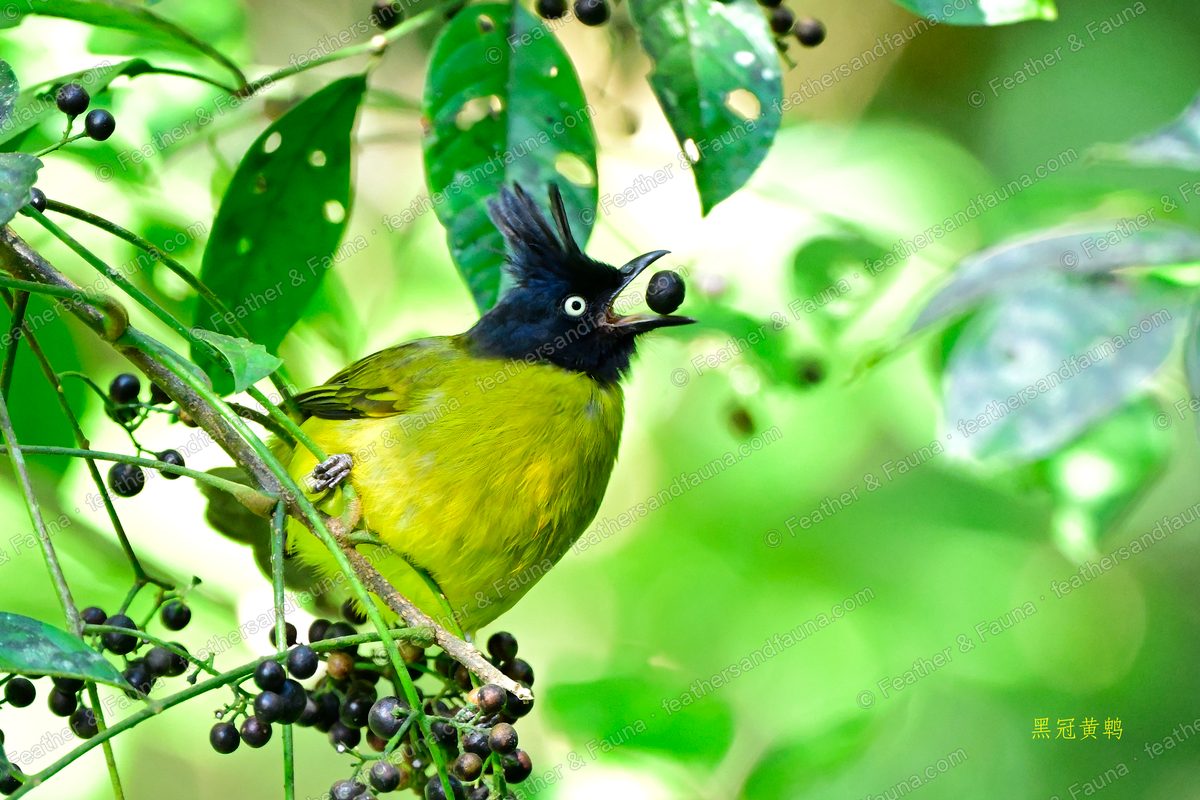 Black-crested Bulbul holding a berry, crest raised, among green leaves.