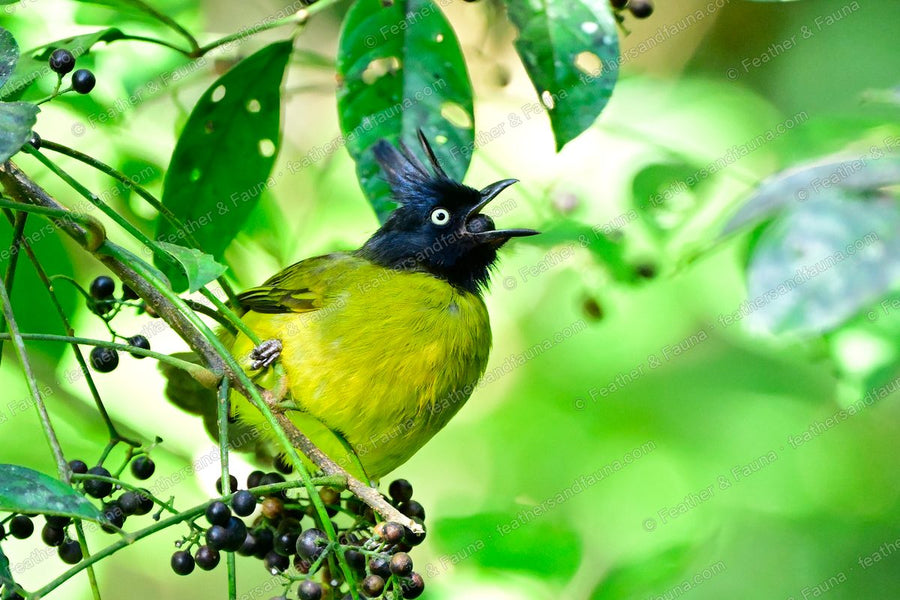 Black-crested Bulbul calling among berries, black crest raised.