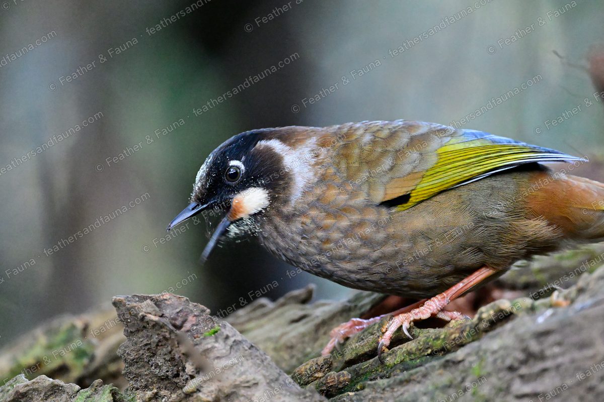 Black-faced Laughingthrush with a white cheek spot leaning over a rotting log.