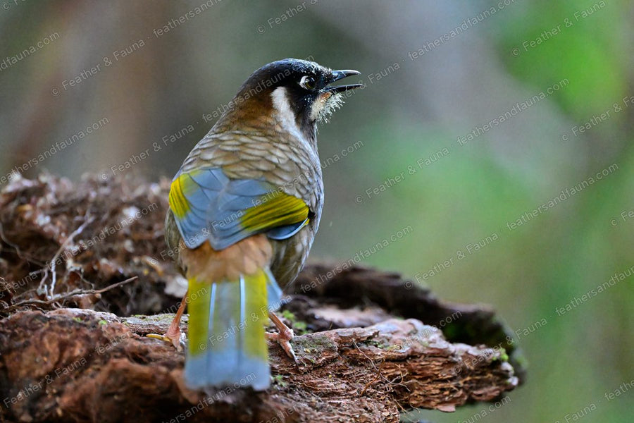Black-faced Laughingthrush calling on a mossy log, yellow wing panels showing.