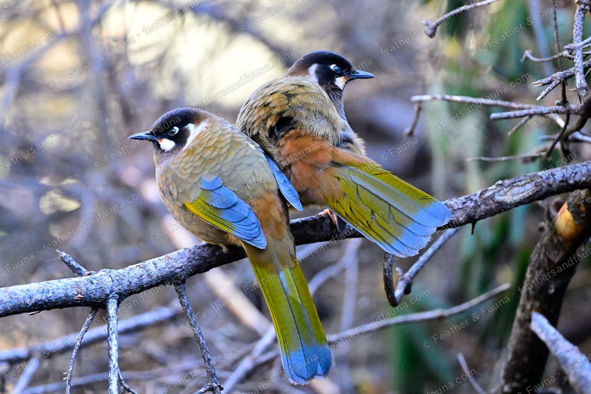 Two Black-faced Laughingthrushes on a bare branch showing blue-grey and yellow wing panels.