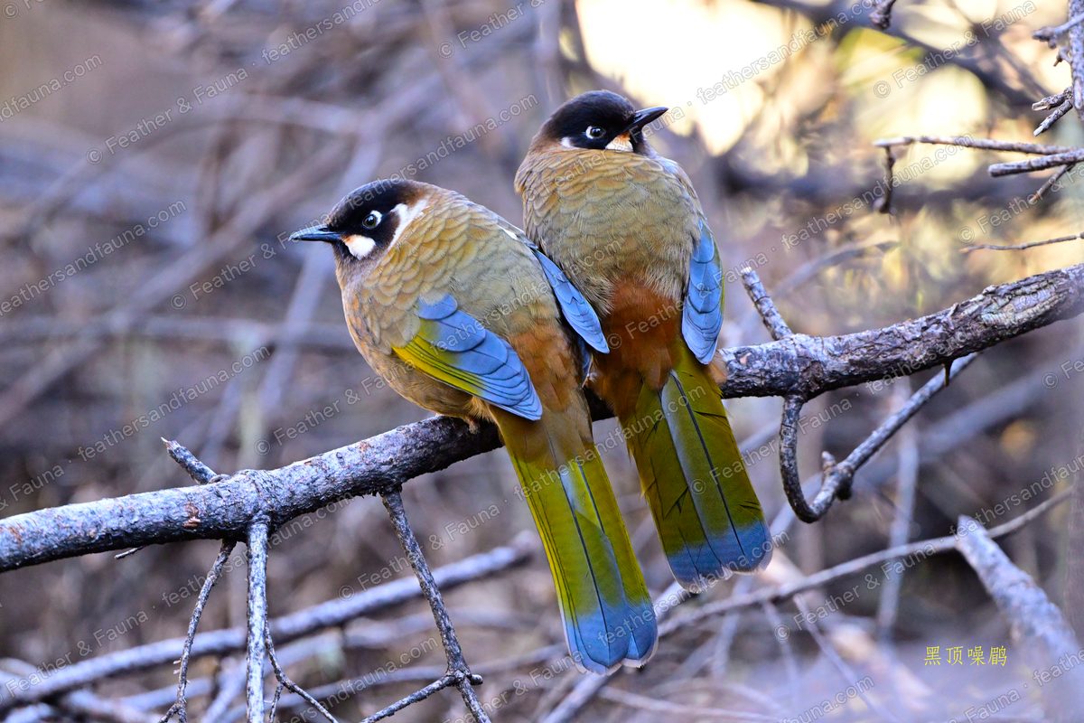 Pair of Black-faced Laughingthrushes on bare twigs at sunrise, long tails showing.