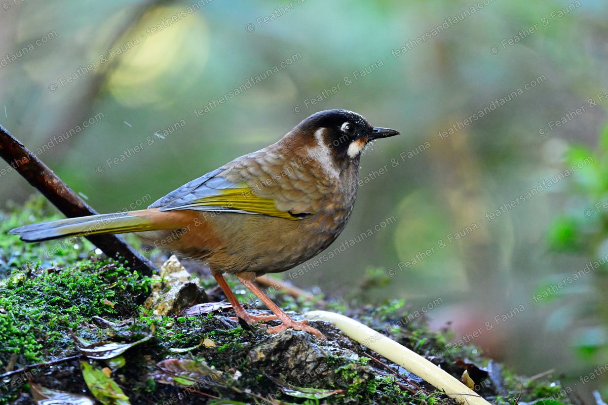 Black-faced Laughingthrush with a white cheek spot on a mossy log.