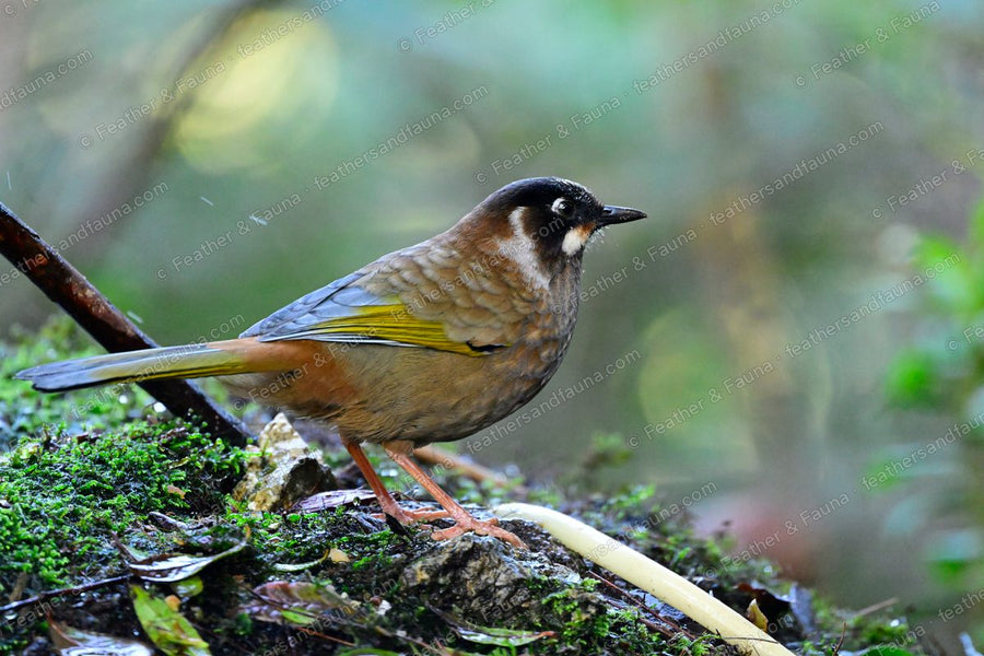 Black-faced Laughingthrush with a white cheek spot on a mossy log.