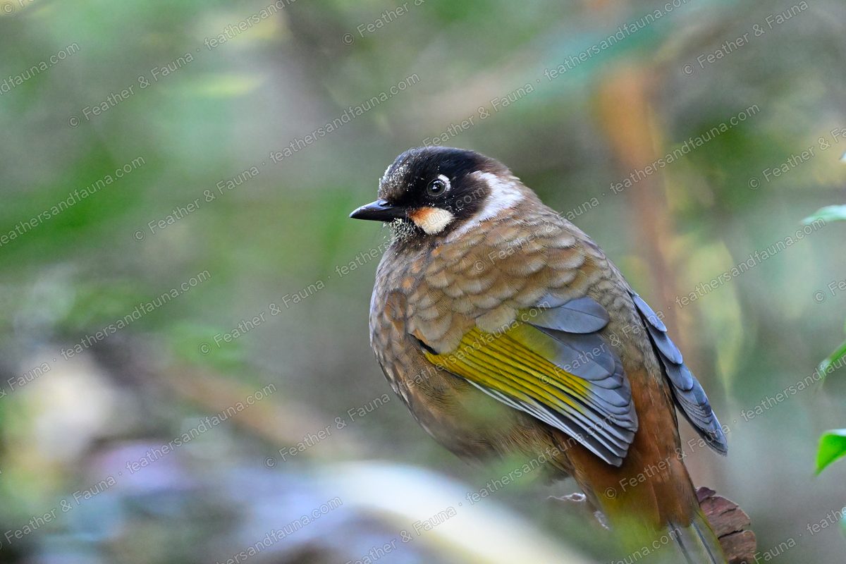 Black-faced Laughingthrush seen from behind, white cheek spot and yellow wing panel.
