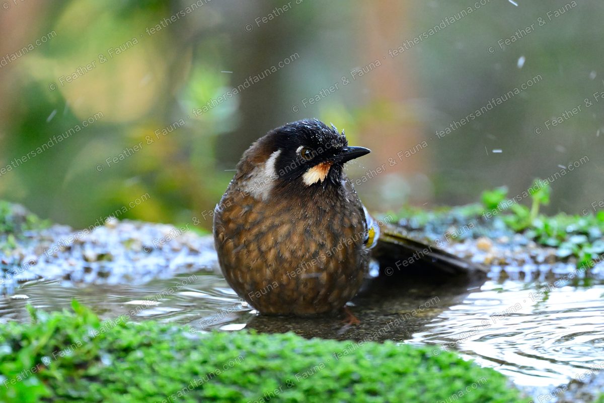 Black-faced Laughingthrush bathing in a shallow mossy forest pool.