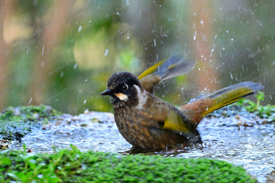 Black-faced Laughingthrush bathing in a pool, wings loose, water flying.