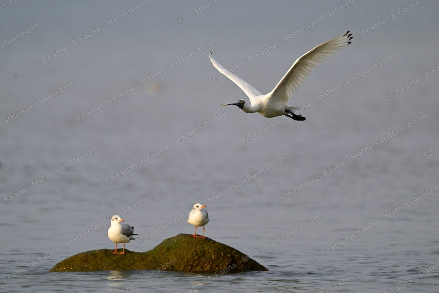 Black-faced Spoonbill flying over water above two gulls on a rock.