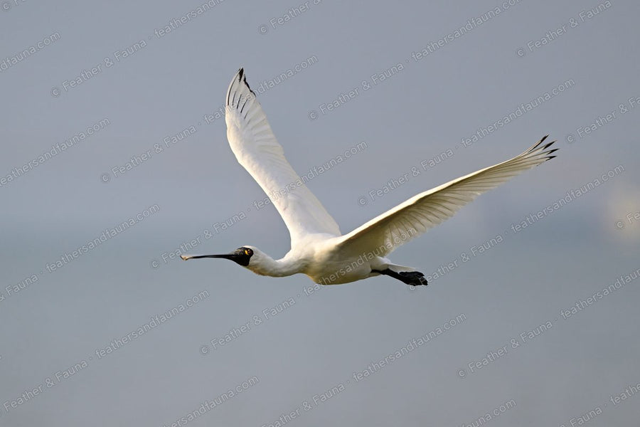 Black-faced Spoonbill in flight against a pale sky, black spoon-shaped bill leading.