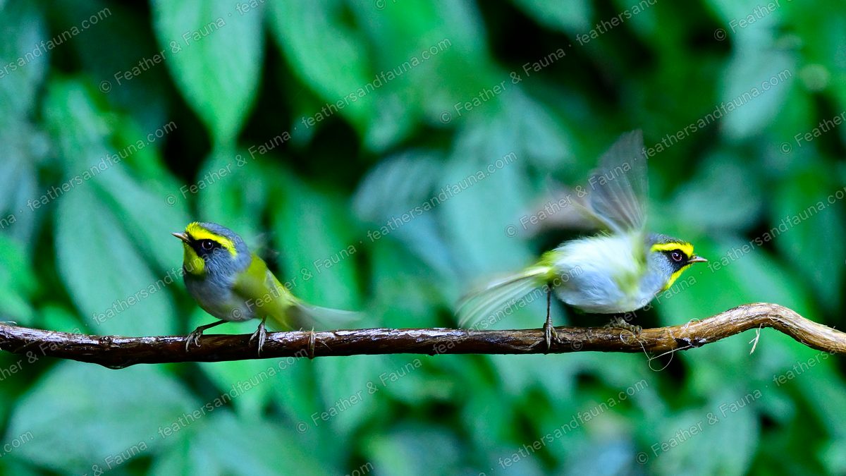 Two Black-faced Warblers on a branch, yellow throats and black masks, one taking off.
