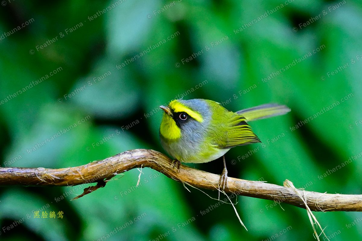 Black-faced Warbler with a yellow throat and black mask, tail cocked, on a diagonal branch.