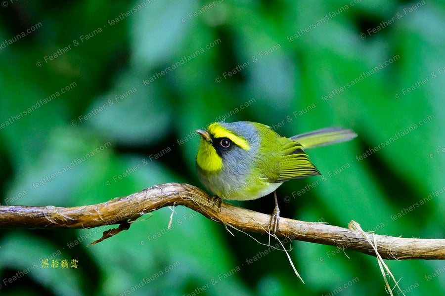 Black-faced Warbler with a yellow throat and black mask, tail cocked, on a diagonal branch.