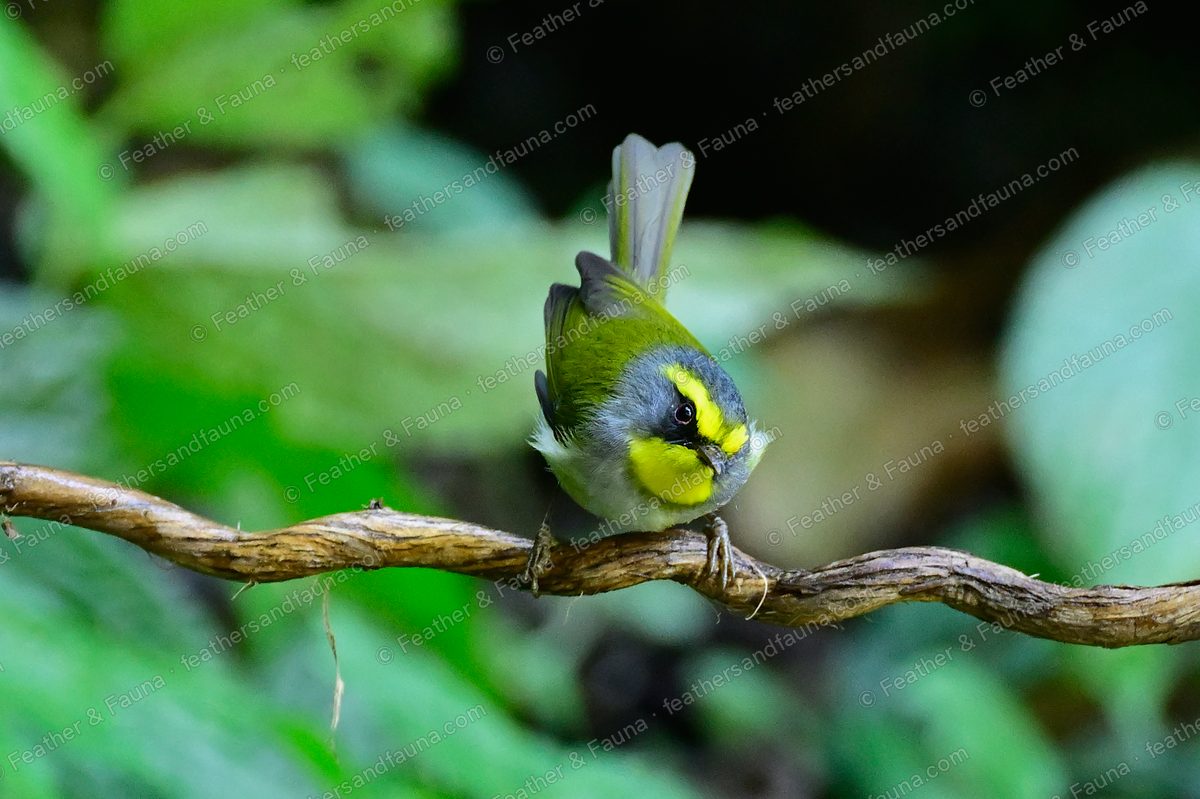 Black-faced Warbler facing forward on a vine, yellow face and black mask, tail up.