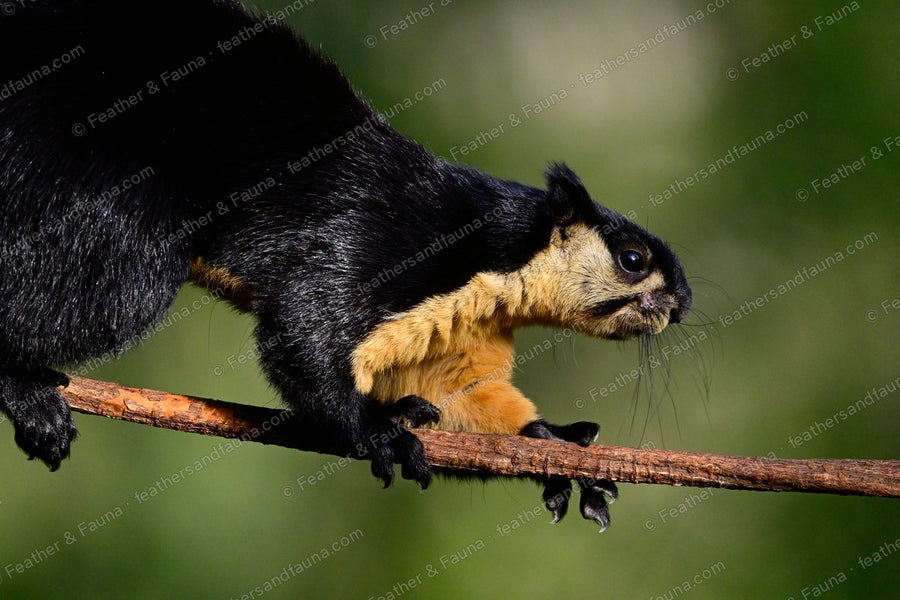 Black giant squirrel stretched along a bare branch, black back and buff underparts.