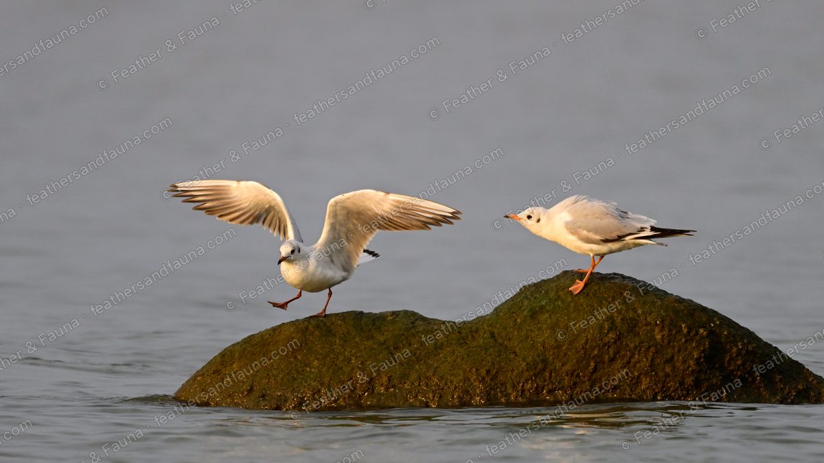 Two non-breeding Black-headed Gulls on a rock, one landing with wings raised.