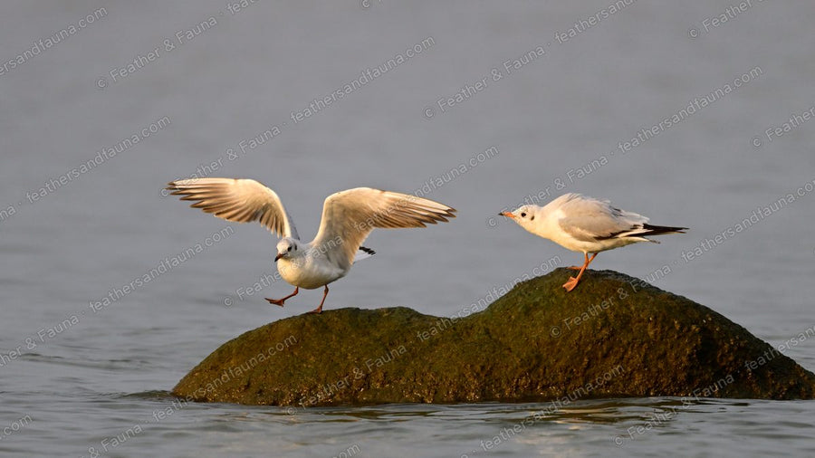 Two non-breeding Black-headed Gulls on a rock, one landing with wings raised.
