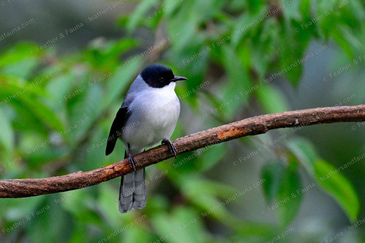 Black-headed Sibia, black hood and white underparts, on a diagonal branch.