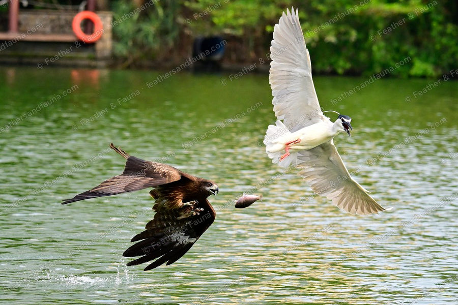 Black-crowned Night Heron dropping a fish as a Black Kite lunges at it over water.