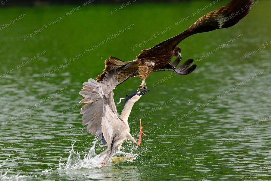 Black-crowned Night Heron plunging to the water after a dropped fish, a Black Kite above.