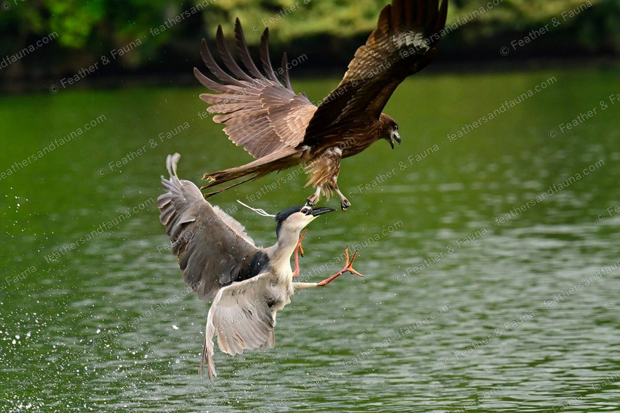 Black-crowned Night Heron diving to the water below a hovering Black Kite.