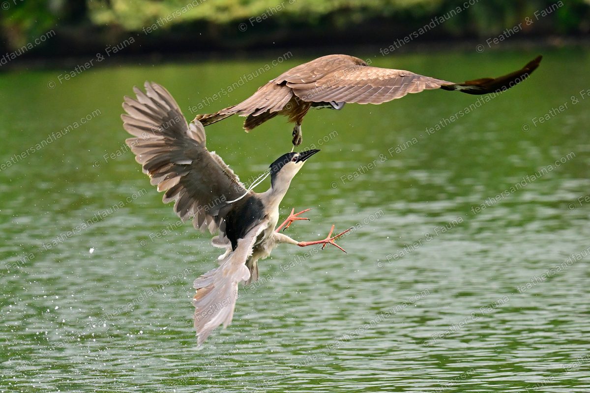 Black Kite and Black-crowned Night Heron struggling just above green water, wings spread.