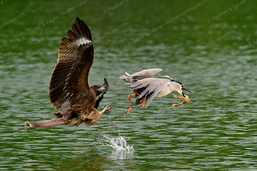 Black Kite lunging at a Black-crowned Night Heron over green water, a fish falling below.