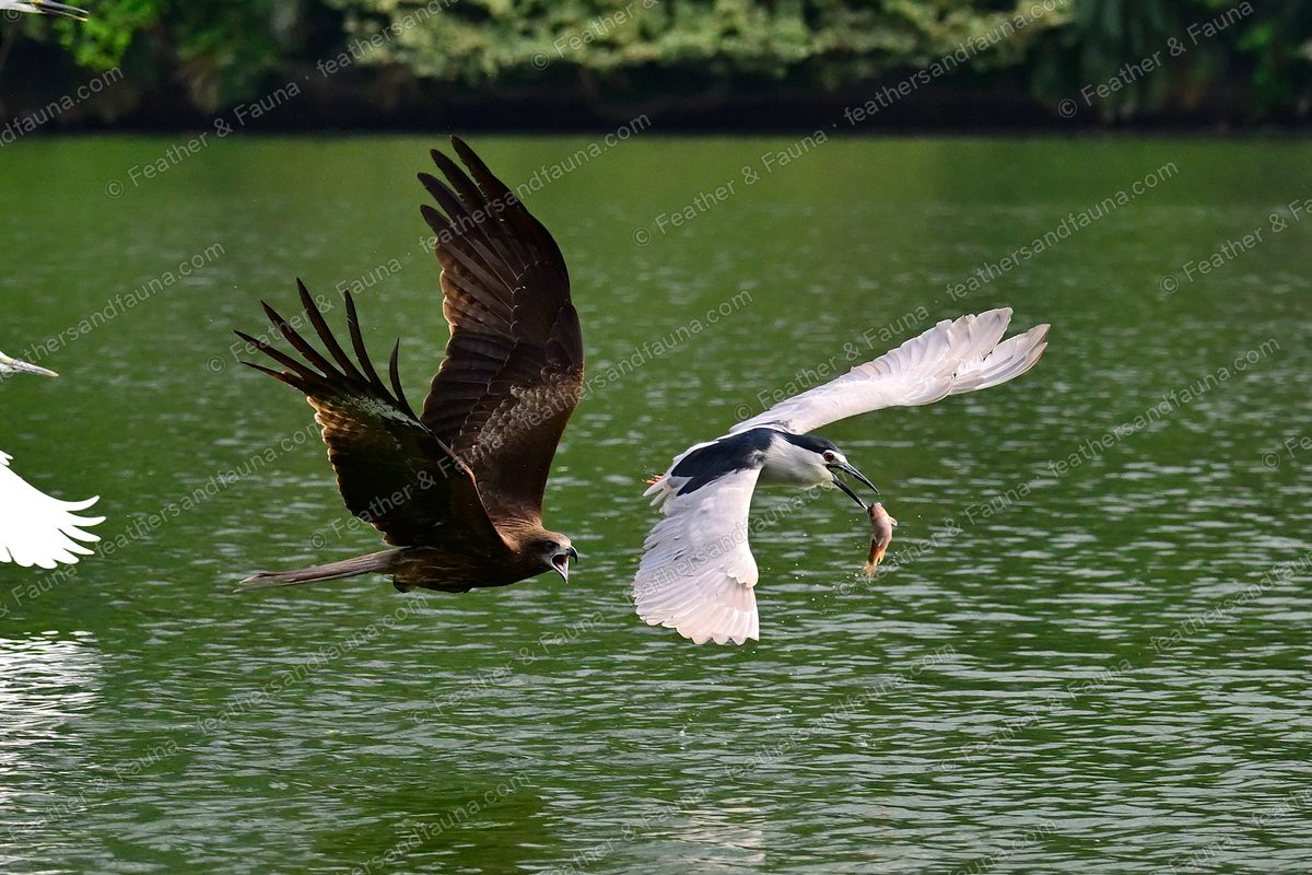 Black Kite chasing a Black-crowned Night Heron that carries a fish over green water.