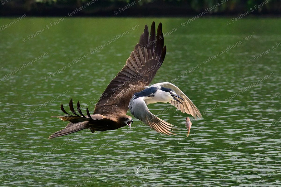 Black Kite lunging with talons out at a Black-crowned Night Heron carrying a fish.