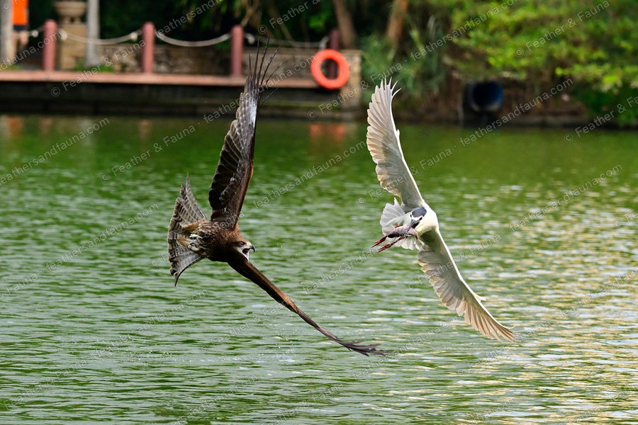 Black Kite chasing a Black-crowned Night Heron carrying a fish over green water.