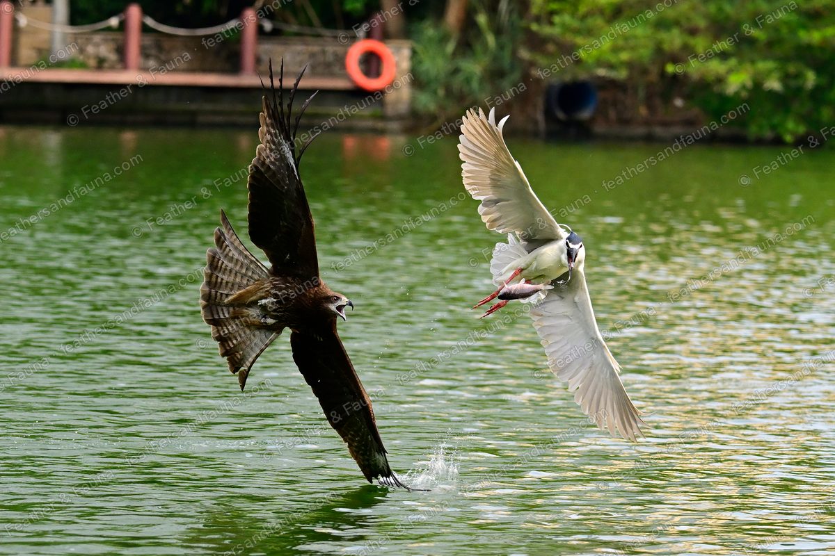 Black Kite chasing a Black-crowned Night Heron over green water, both wings spread.