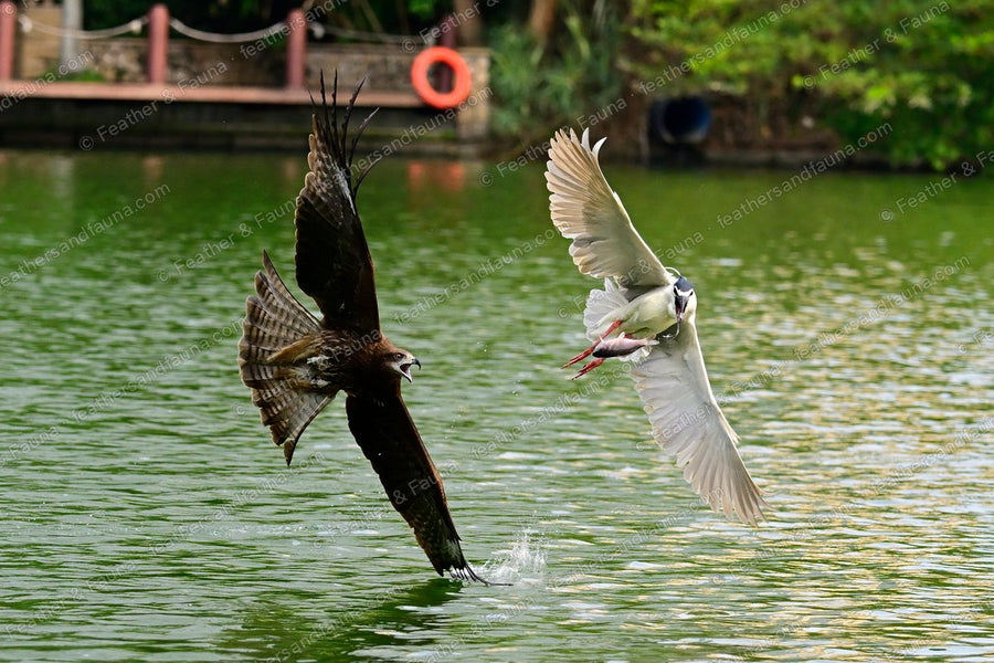 Black Kite chasing a Black-crowned Night Heron over green water, both wings spread.