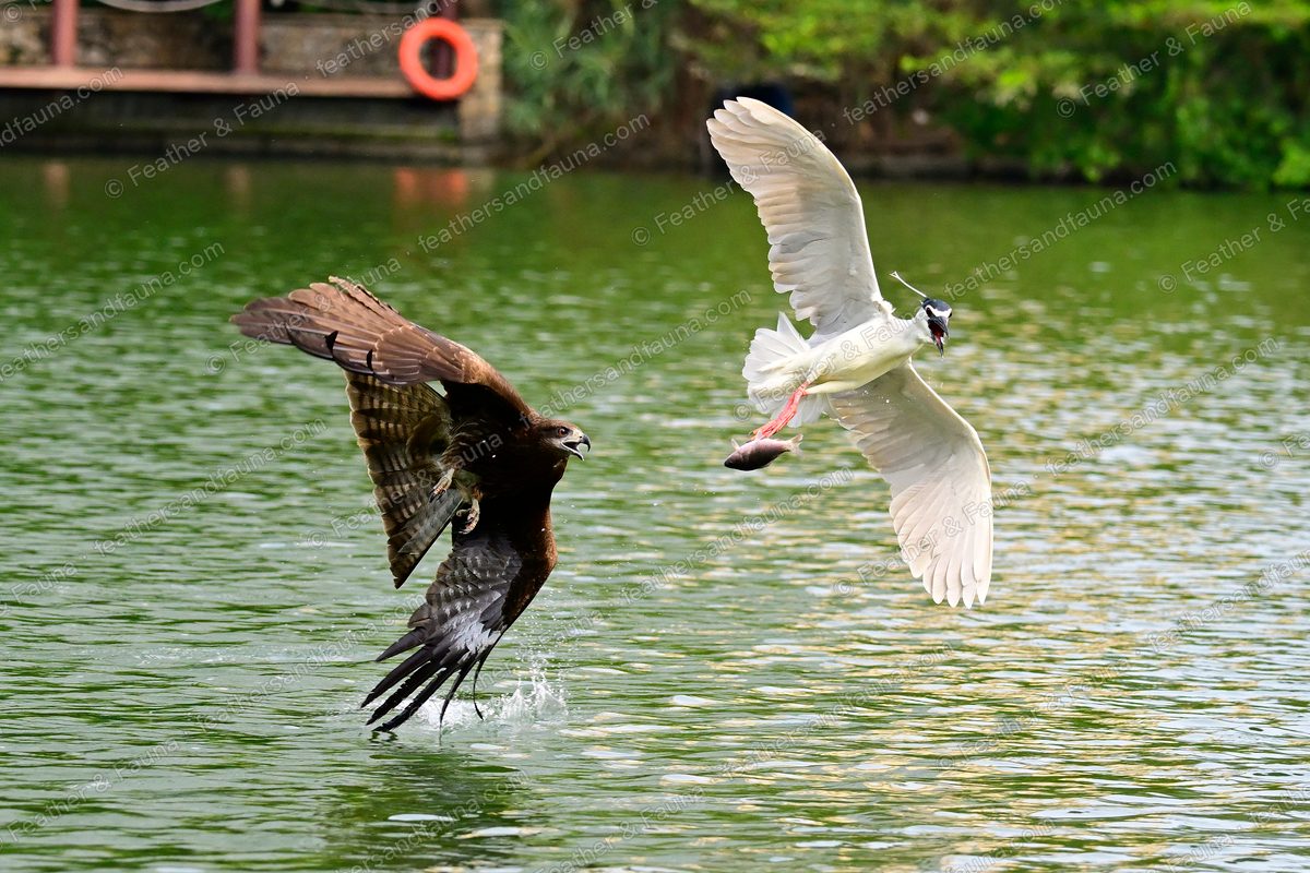 Black Kite pursuing a Black-crowned Night Heron that carries a fish over green water.
