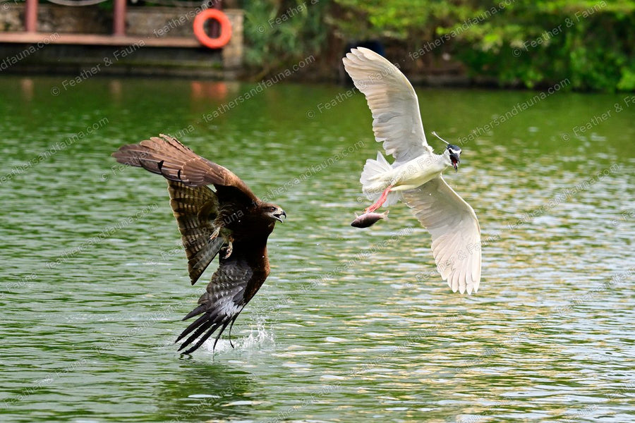 Black Kite pursuing a Black-crowned Night Heron that carries a fish over green water.