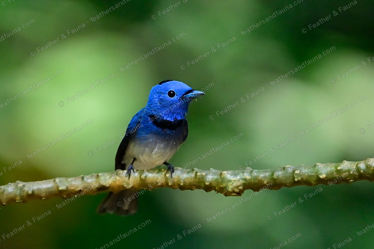 Male Black-naped Monarch, bright blue with a black nape patch, on a knobbly branch.