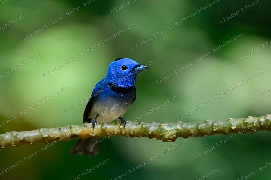 Male Black-naped Monarch, bright blue with a black nape patch, on a knobbly branch.