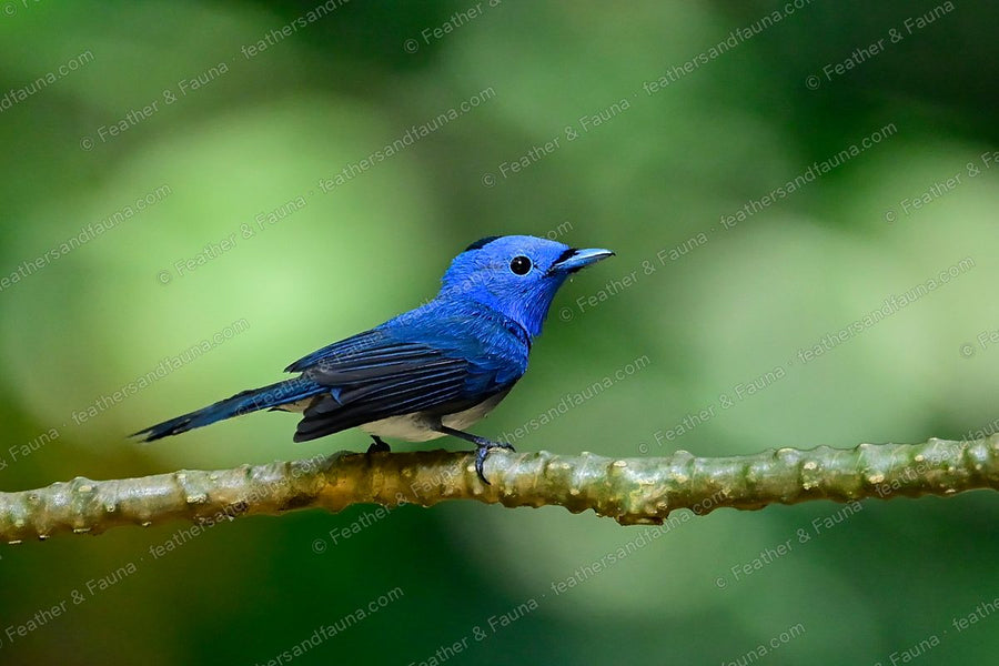 Male Black-naped Monarch, bright blue with a black nape spot, on a knobbly branch.