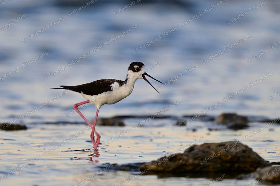 Black-necked Stilt calling and wading on long pink legs across a shallow flat.