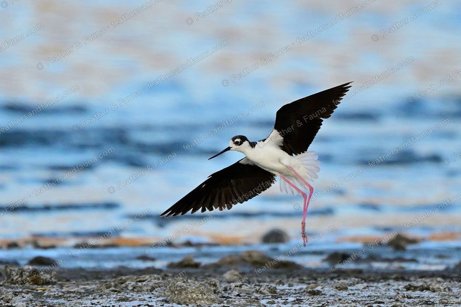 Black-necked Stilt landing on a mudflat with wings spread and long pink legs forward.