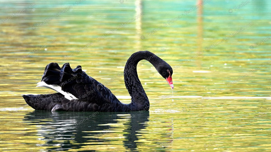 Black Swan with a red bill dipping to green water, wing feathers raised.