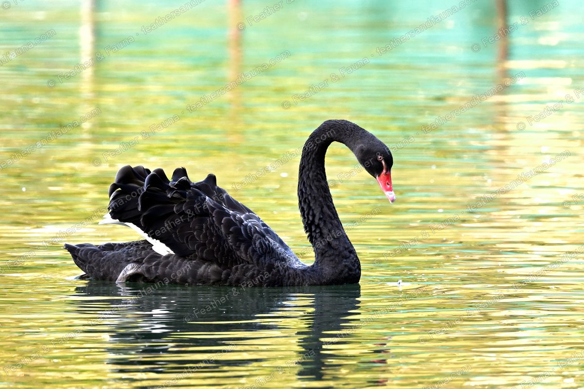 Black Swan gliding on calm green water with its neck curved into an S.