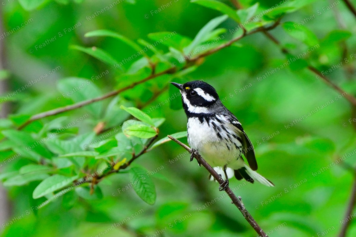 Male Black-throated Gray Warbler perched among green leaves, black-and-white head.