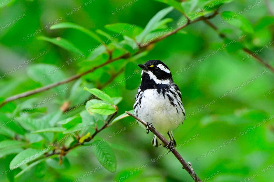 Male Black-throated Gray Warbler on a thin twig among green leaves.